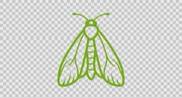 Illustration einer Motte – schmaler Körper, schmale Flügel, typisch für Kleider- und Lebensmittelmotten